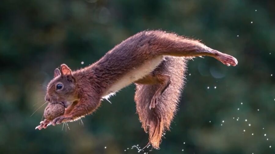 Rwandan Photographer Captures the 'Joy' of Red Squirrels