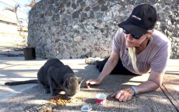 In Lahaina, One Resident’s Daily Trip to Her Burnt-Out Home to Feed Her Cats