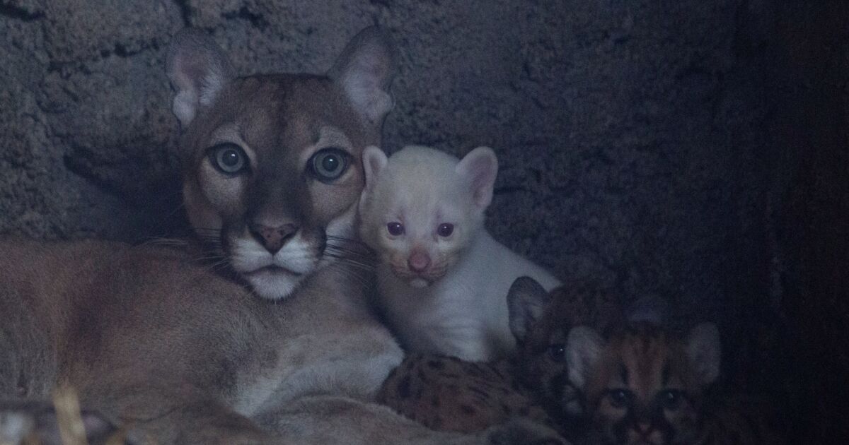 Puma Gives Birth to Rare Albino Cub in Nicaragua | NTD