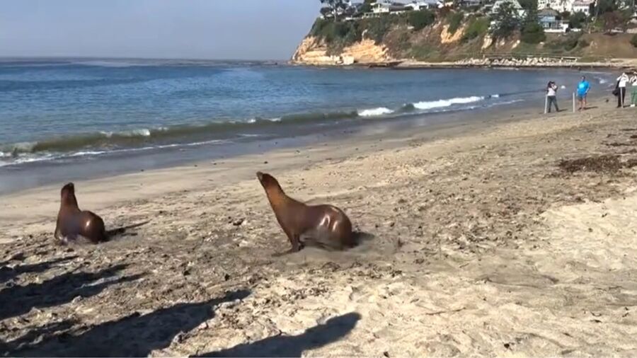 Two Sea Lions Healed, Swim Free Again