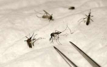 ‘Significant Surge’ in Mosquitoes Carrying West Nile Virus Sparks Concern in Nevada