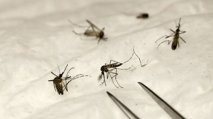 ‘Significant Surge’ in Mosquitoes Carrying West Nile Virus Sparks Concern in Nevada