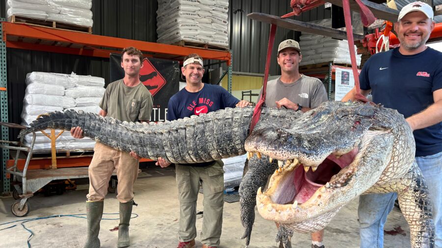 Longest Alligator in Mississippi History Captured by Hunters