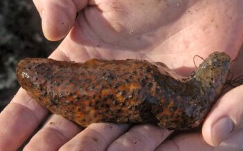 Traffickers Plead Guilty to Smuggling Over $10,000 in Endangered Sea Cucumbers