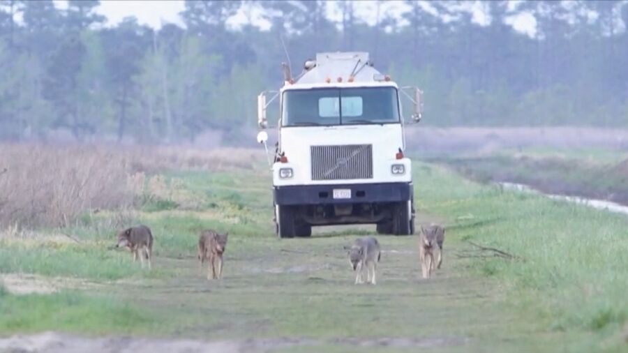 American Red Wolf Once Again Near Extinction