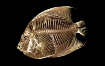 Fish With a Funny Float Gets a CT Scan at the Denver Zoo