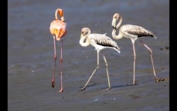 Flamingos Make Rare Visit in Texas After Being Blown In by Hurricane Idalia
