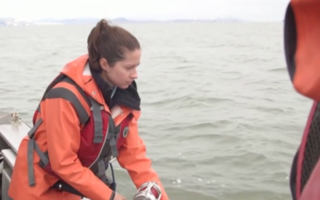 Marine Expert Fights to Protect Sharks in San Francisco Bay