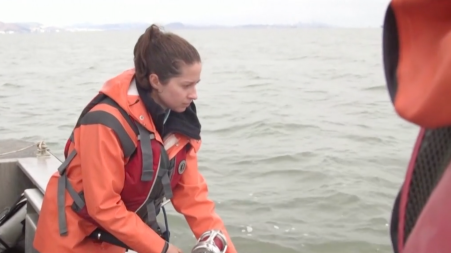 Marine Expert Fights to Protect Sharks in San Francisco Bay