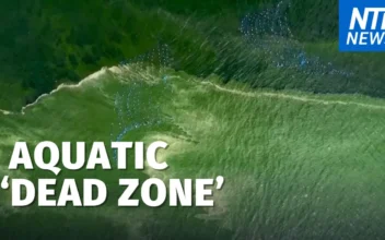 Extreme Plankton Bloom Creates ‘Dead Zone’ Off Thailand
