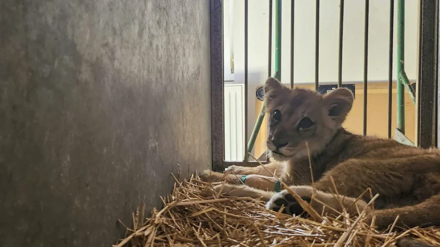 Why Was a Lion Cub Found by a Roadside in Northern Serbia? Police Are Trying to Find Out