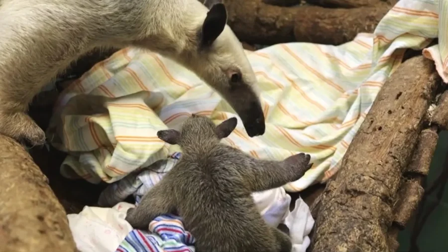 LA Zoo Welcomes New Pup: Tamandua Anteater