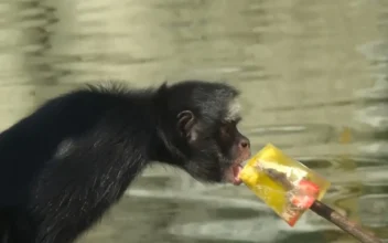 Ice Pops Keep Zoo Animals Cool in Brazil as Weather Heats Up