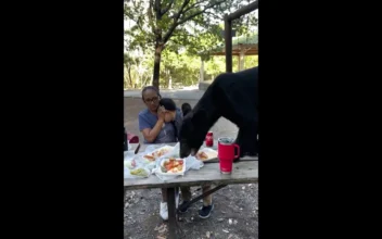 Video Shows Bear Crashing Family Picnic in Mexico