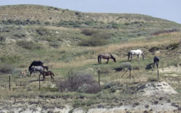Public to Weigh In on Whether Wild Horses That Roam Theodore Roosevelt National Park Should Stay
