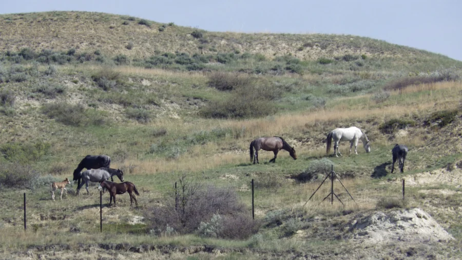 Public to Weigh In on Whether Wild Horses That Roam Theodore Roosevelt National Park Should Stay