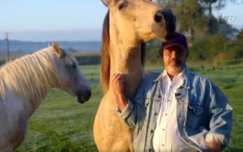 How Horses Help Humans Overcome Trauma