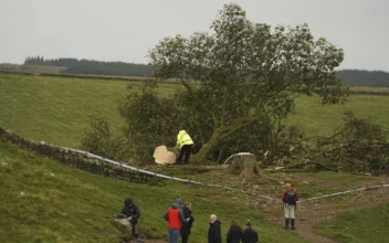 16-Year-Old Boy Arrested in England Over ‘Deliberate’ Felling of Famous Tree at Hadrian’s Wall