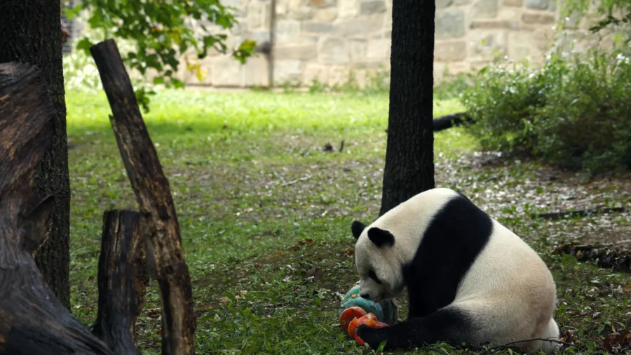 National Zoo Saying Farewell to Chinese Pandas