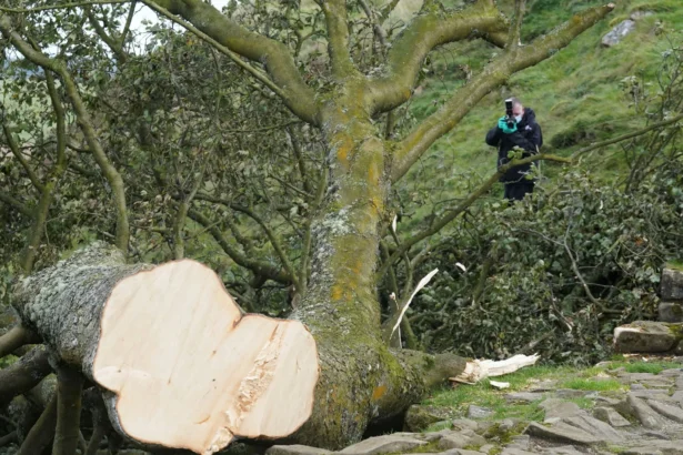 d945102-uk-felled-tree