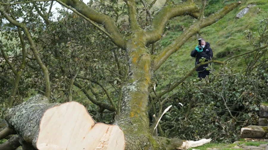A 2nd Man Is Arrested Over Felling in England of Much-Loved Tree Near Hadrian’s Wall