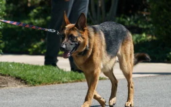 Biden’s Dog Commander Removed From White House After Biting Incidents