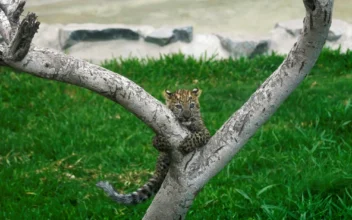 First Leopard Cubs Born in Captivity in Peru Climb Trees and Greet Visitors at Lima Zoo