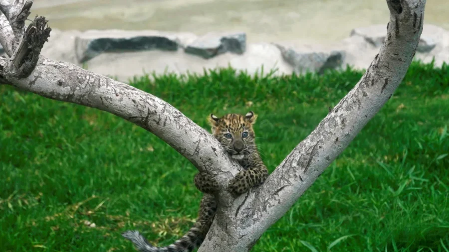 First Leopard Cubs Born in Captivity in Peru Climb Trees and Greet Visitors at Lima Zoo