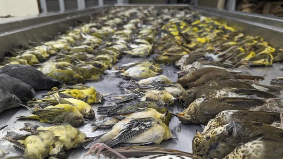 Nearly 1,000 Migrating Songbirds Perish After Crashing Into Windows at Chicago Exhibition Hall