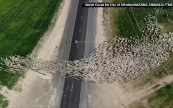 Drone Captures Massive Sheep Herd Crossing Highway, Cows Forming Smiley Face