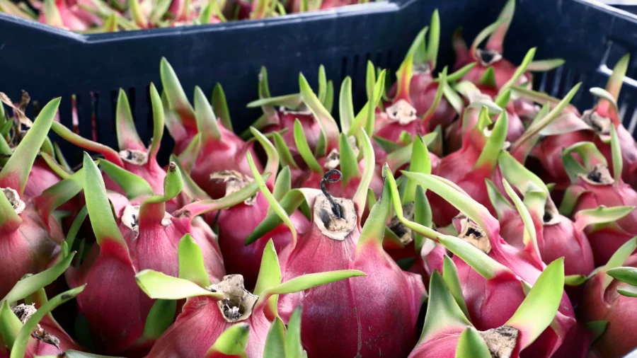 The Exotic Dragon Fruit Has Much to Offer