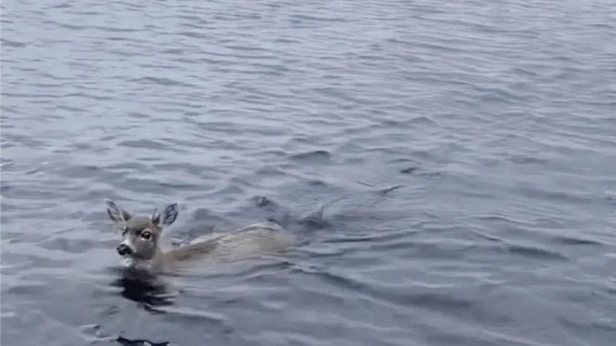 Deer Struggling in Cold Alaskan Waters Saved by Wildlife Troopers Who Give Them Lift in Their Boat