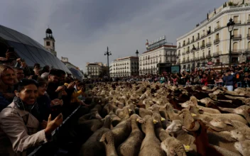 Sheep Flock to Madrid’s Streets on Ancient Herding Route
