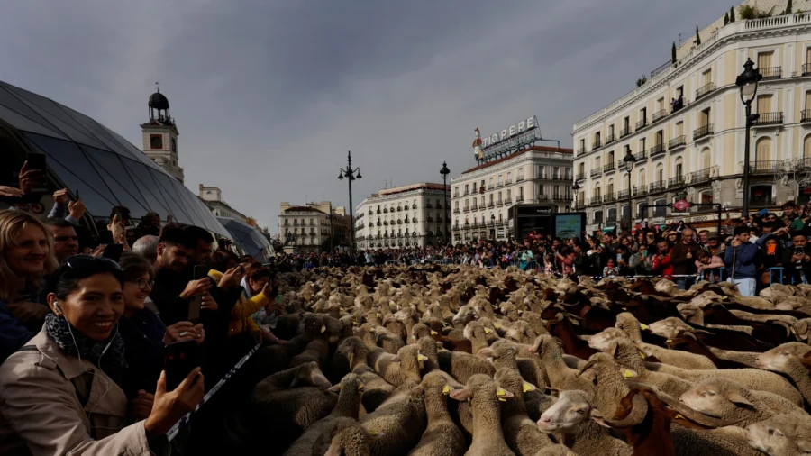 Sheep Flock to Madrid’s Streets on Ancient Herding Route