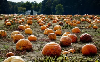 Drought Poses a Challenge For Pumpkin Farmers