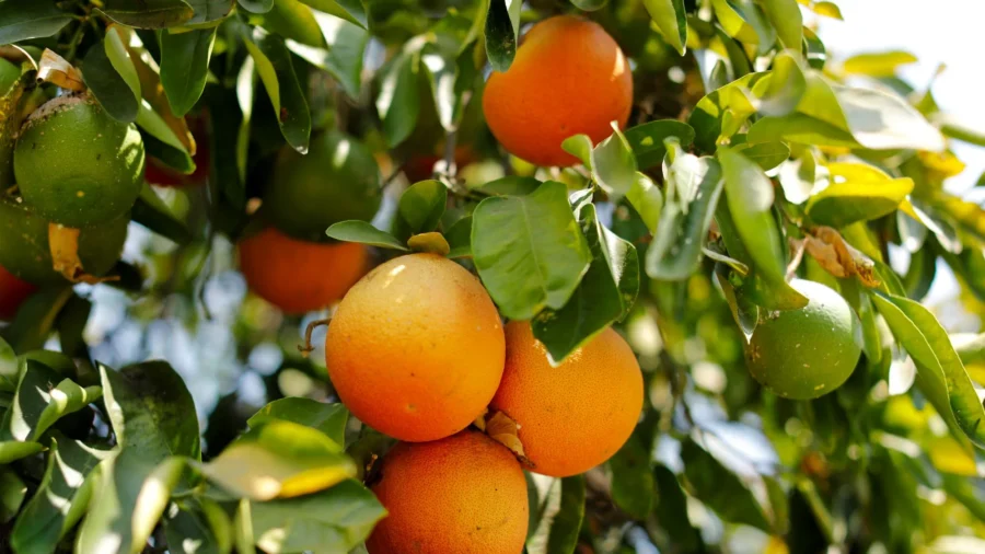 Orange Juice Prices Hit All-Time High Amid Bleak Production Outlook