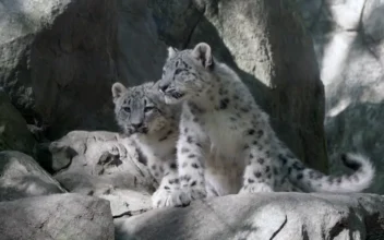 Rare Snow Leopard Cubs Make Public Debut at Bronx Zoo, New York