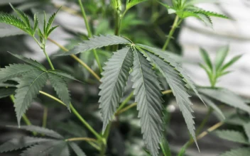 Florida to Vote on Recreational Marijuana in November, State Supreme Court Rules