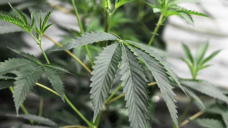 Florida to Vote on Recreational Marijuana in November, State Supreme Court Rules