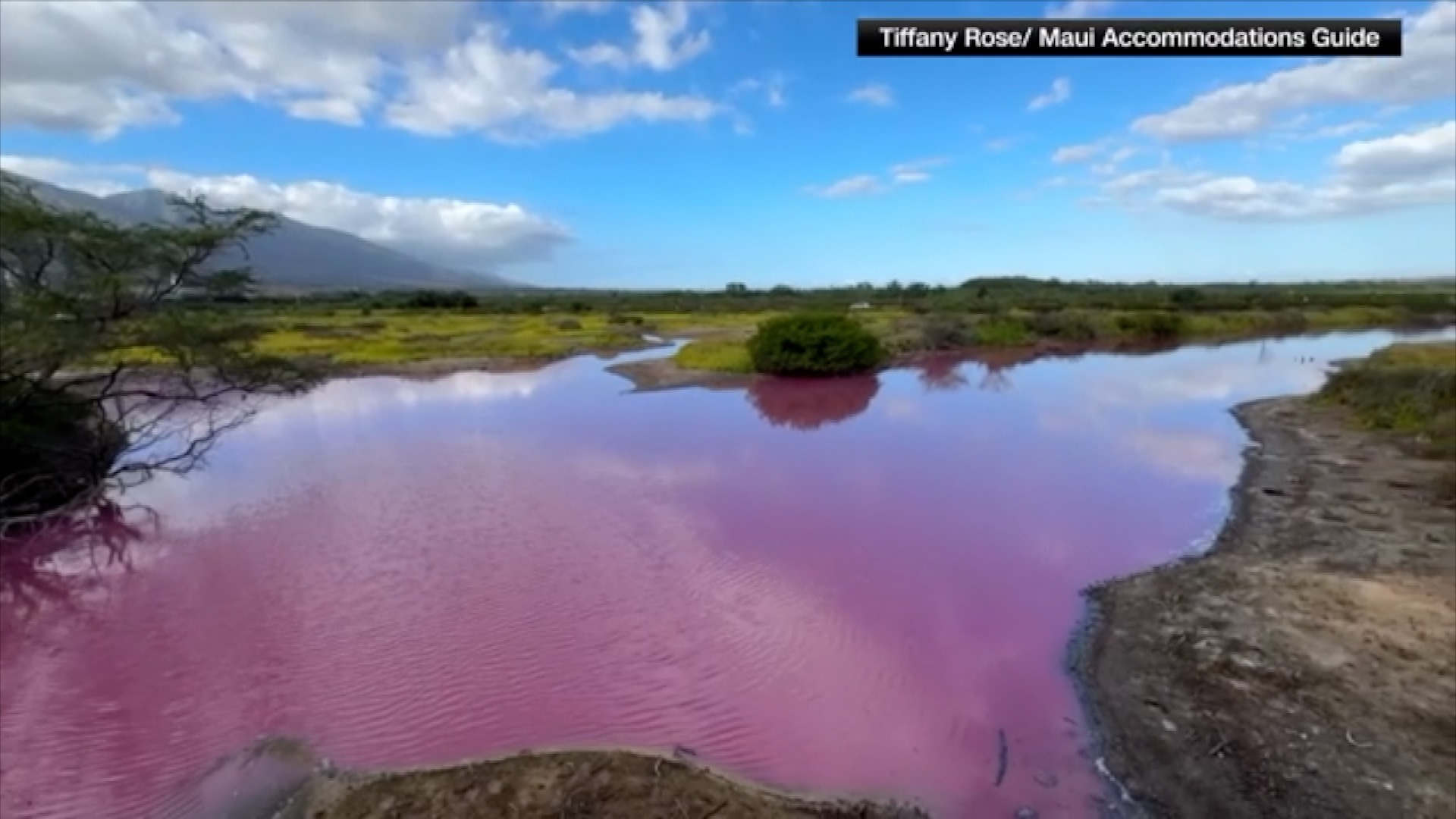 Bright pink Maui water likely caused by bacteria