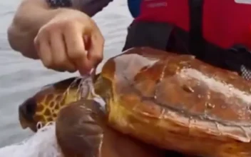 Kayakers Rescue Turtle in Distress
