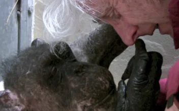 59-Year-Old Chimpanzee Says Goodbye to Old Friend