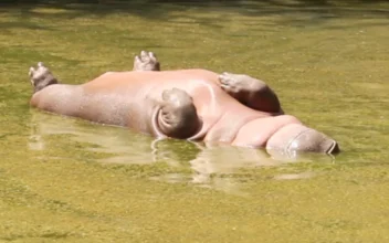Hippo Slumbering in the Water, Belly Up