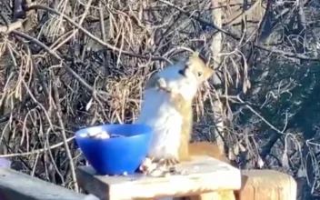 Drunk Squirrel Almost Falls Over After Eating Fermented Pears