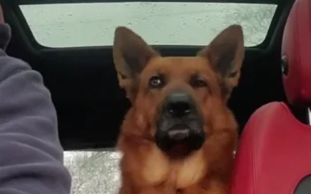 Dog Follows Complete Conversation–With Head Tilts