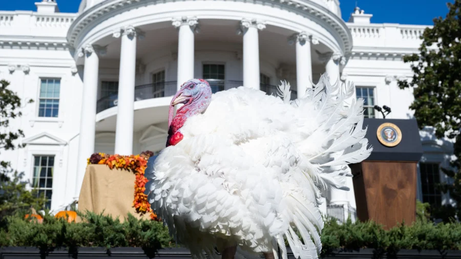 Avoid Salmonella Poisoning This Thanksgiving
