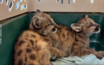 Orphaned Mountain Lion Cubs Rescued by Oakland Zoo