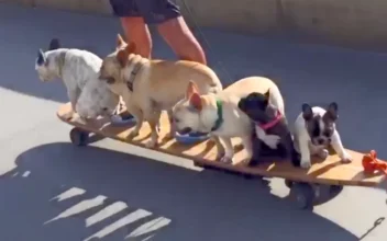 French Bulldogs Riding on Longboard