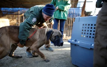 South Korea to Ban Eating Dogs