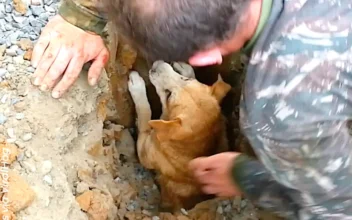 Dog Miraculously Rescued From Stormwater Drain
